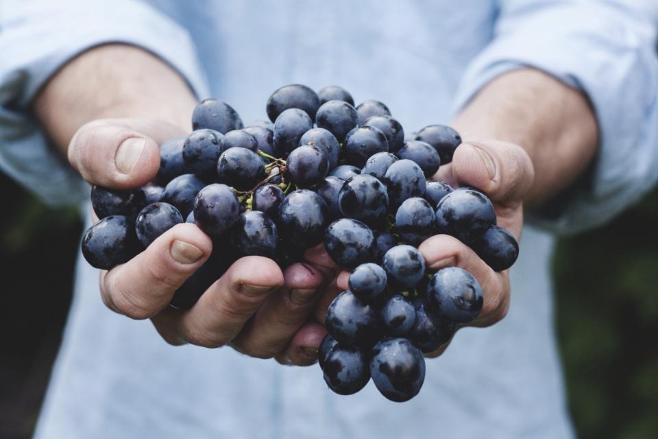Handful of fresh blueberries