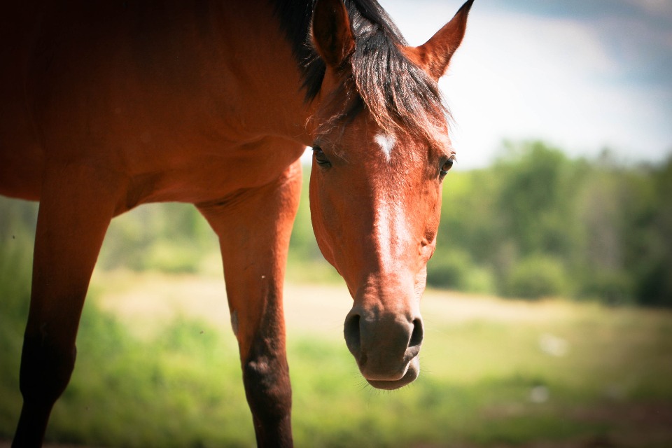 Close-up of a horse in a field
