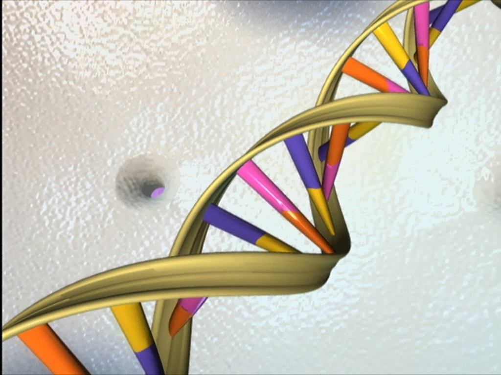 DNA double helix model