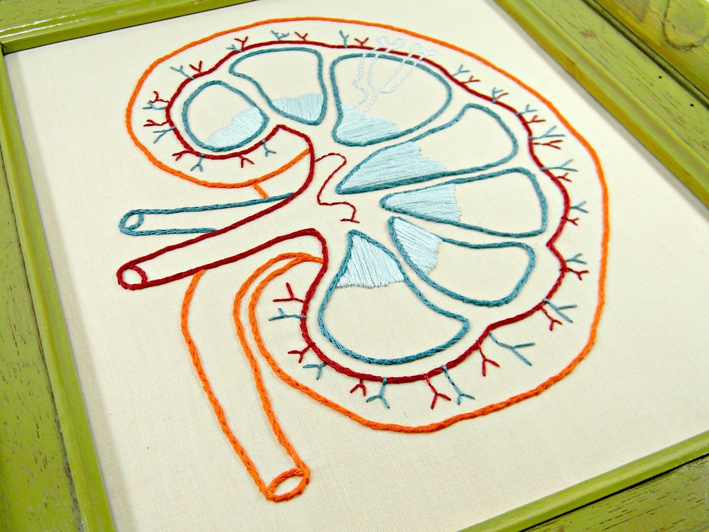 Embroidered illustration of the kidneys